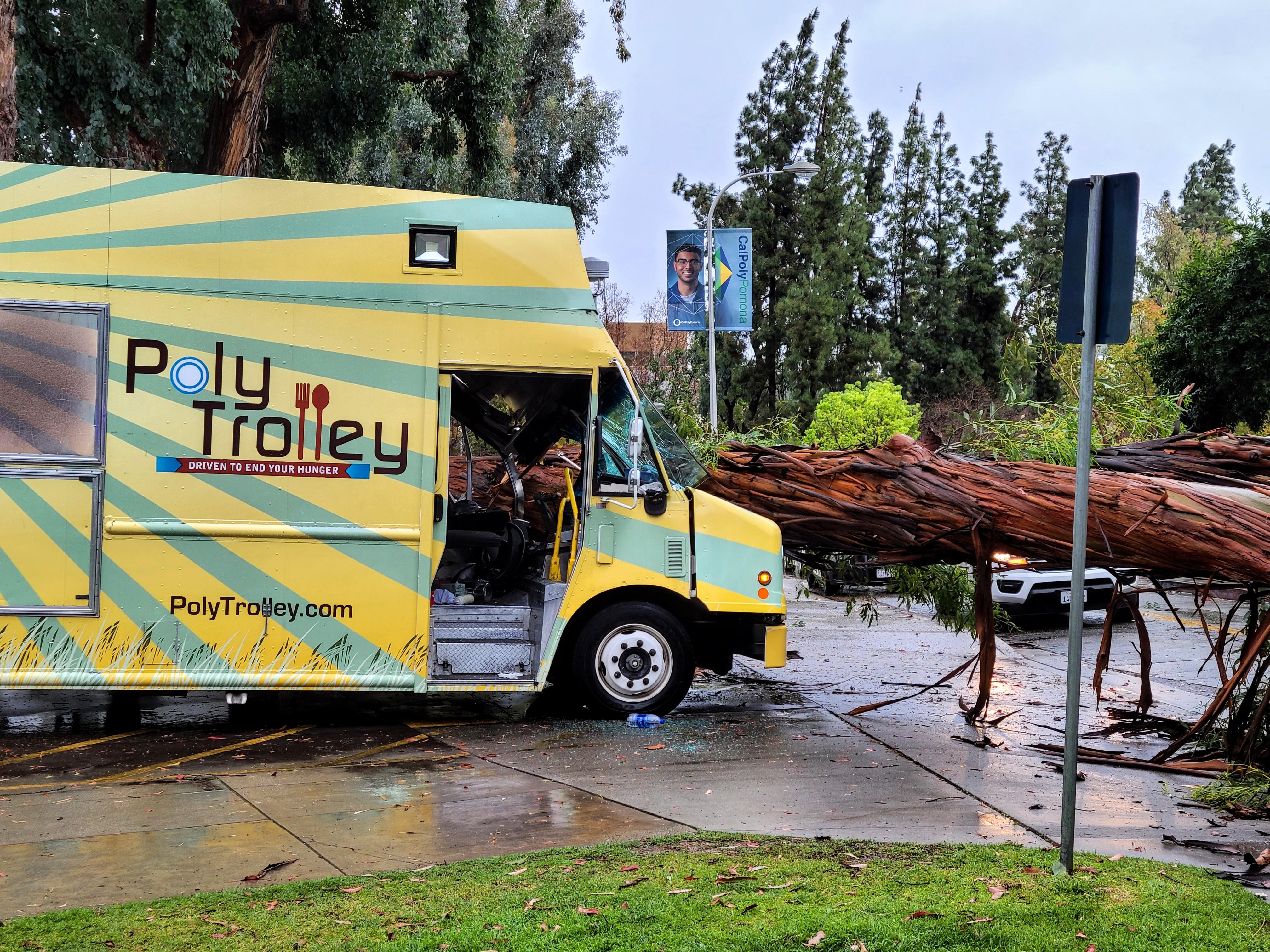 the poly trolley with a tree